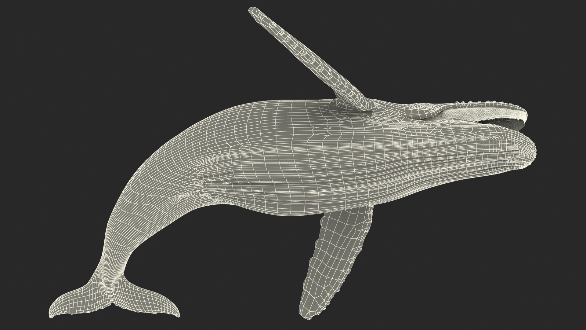 3D Humpback Whale Realistic https://p.turbosquid.com/ts-thumb/fW/iDq5Rt/nj/humpbackwhalerealistic3dmodel021/jpg/1724653937/1920x1080/fit_q87/895ae2049bc24f043a7afd8895235a62b0204e12/humpbackwhalerealistic3dmodel021.jpg