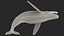 Humpback Whale Realistic