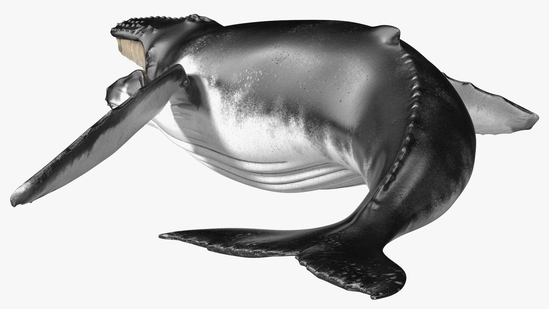 3D Humpback Whale Realistic https://p.turbosquid.com/ts-thumb/fW/iDq5Rt/pE/humpbackwhalerealistic3dmodel009/jpg/1724653836/1920x1080/fit_q87/22335a43eb95511c8f740e6210152ca6e5dcafc9/humpbackwhalerealistic3dmodel009.jpg
