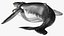 Humpback Whale Realistic