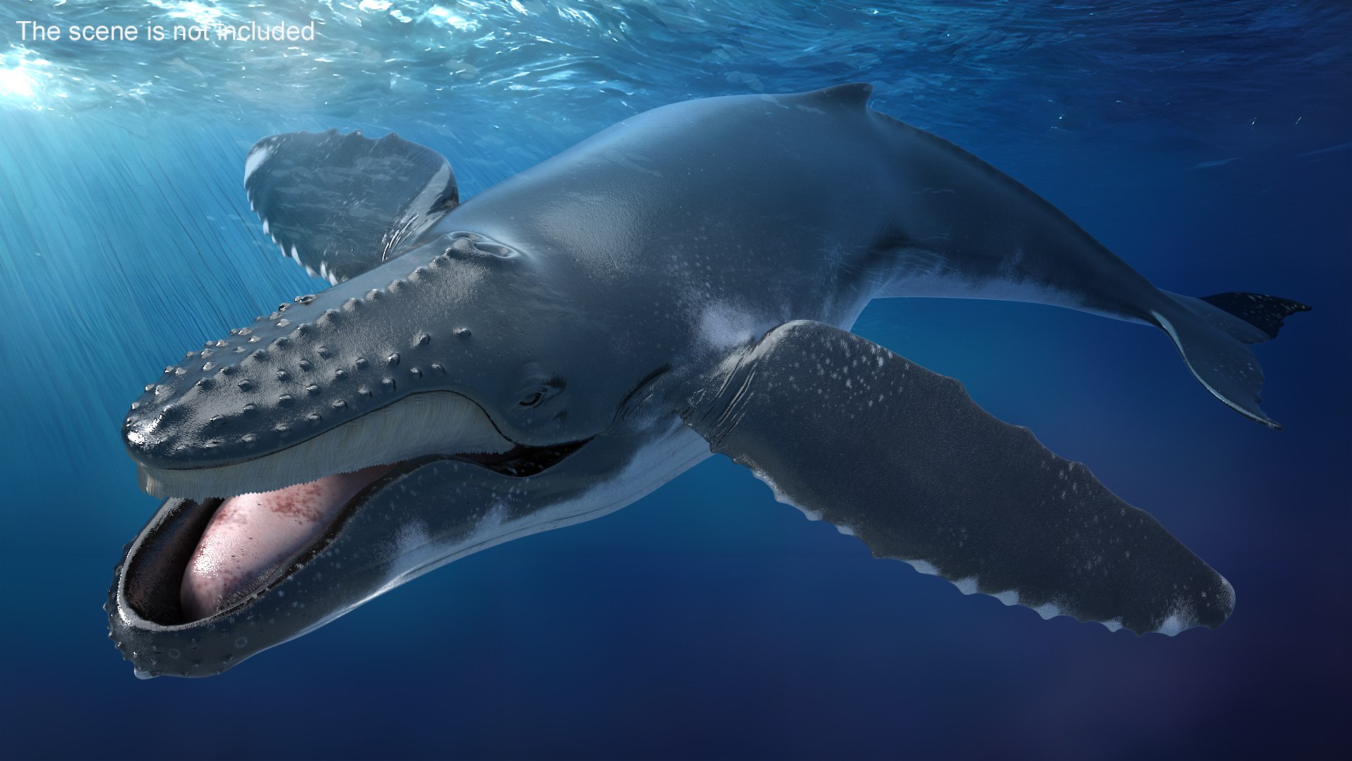 3D Humpback Whale Realistic - TurboSquid 2272713