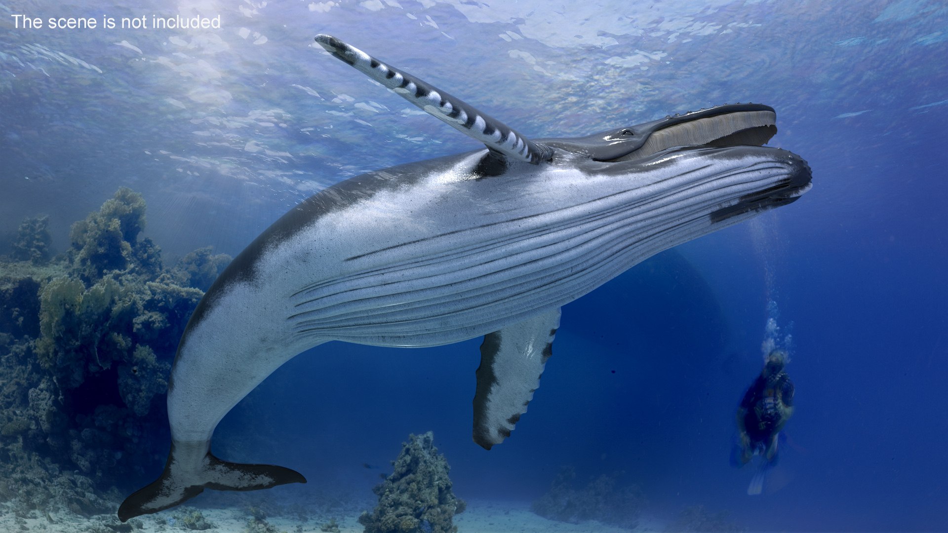 3D Humpback Whale Realistic https://p.turbosquid.com/ts-thumb/fW/iDq5Rt/tY/humpbackwhalerealistic3dmodel002/jpg/1724653789/1920x1080/fit_q87/1f373704f2a6cbd16e89e78098e68ab9a8d97aec/humpbackwhalerealistic3dmodel002.jpg