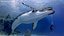Humpback Whale Realistic