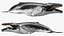 Humpback Whale Realistic