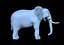 elefante