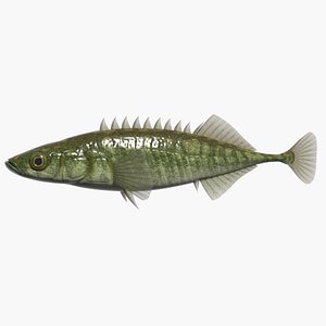 Amur Ninespine Stickleback