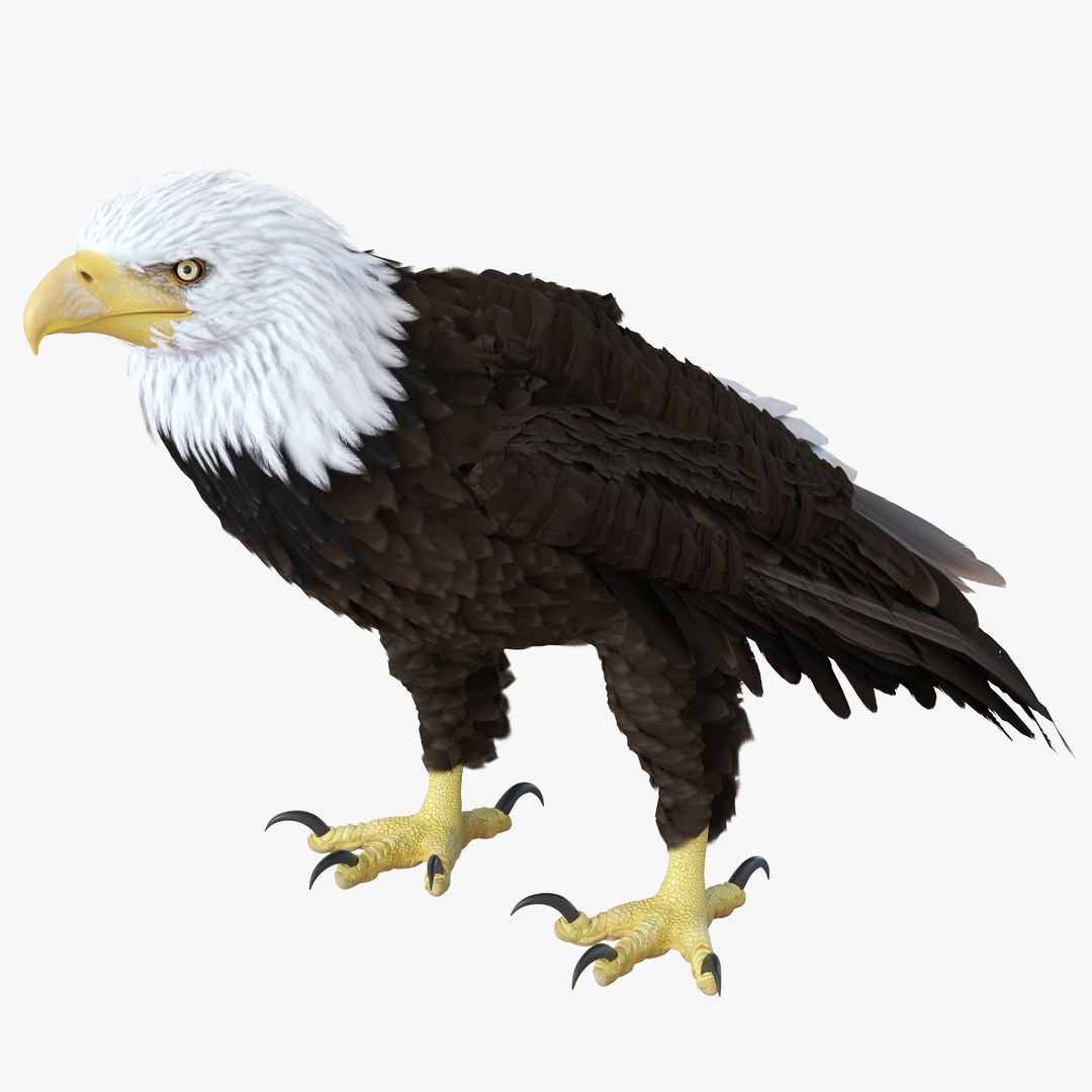 Bald Eagle Standing Pose 3D Model 3D model preview