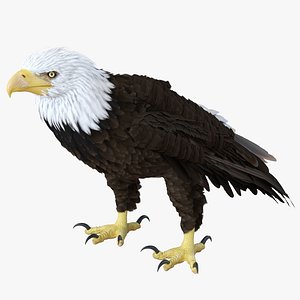 eagle standing pose modeled 3d 3ds