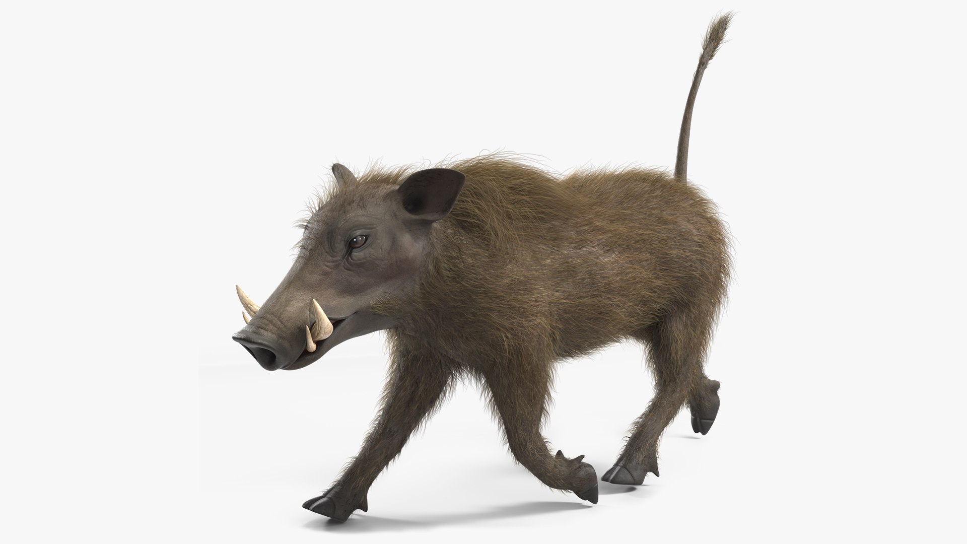 African Boar Walking Pose Fur 3D model preview