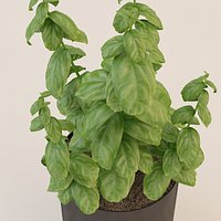 Photorealistic Basil Plant