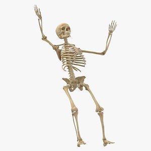 real human female skeleton 3D model
