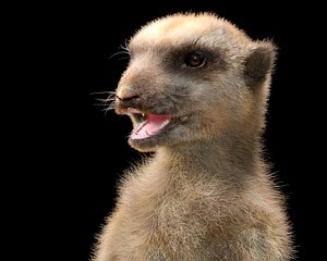 Meerkat Hair Fur Rigged