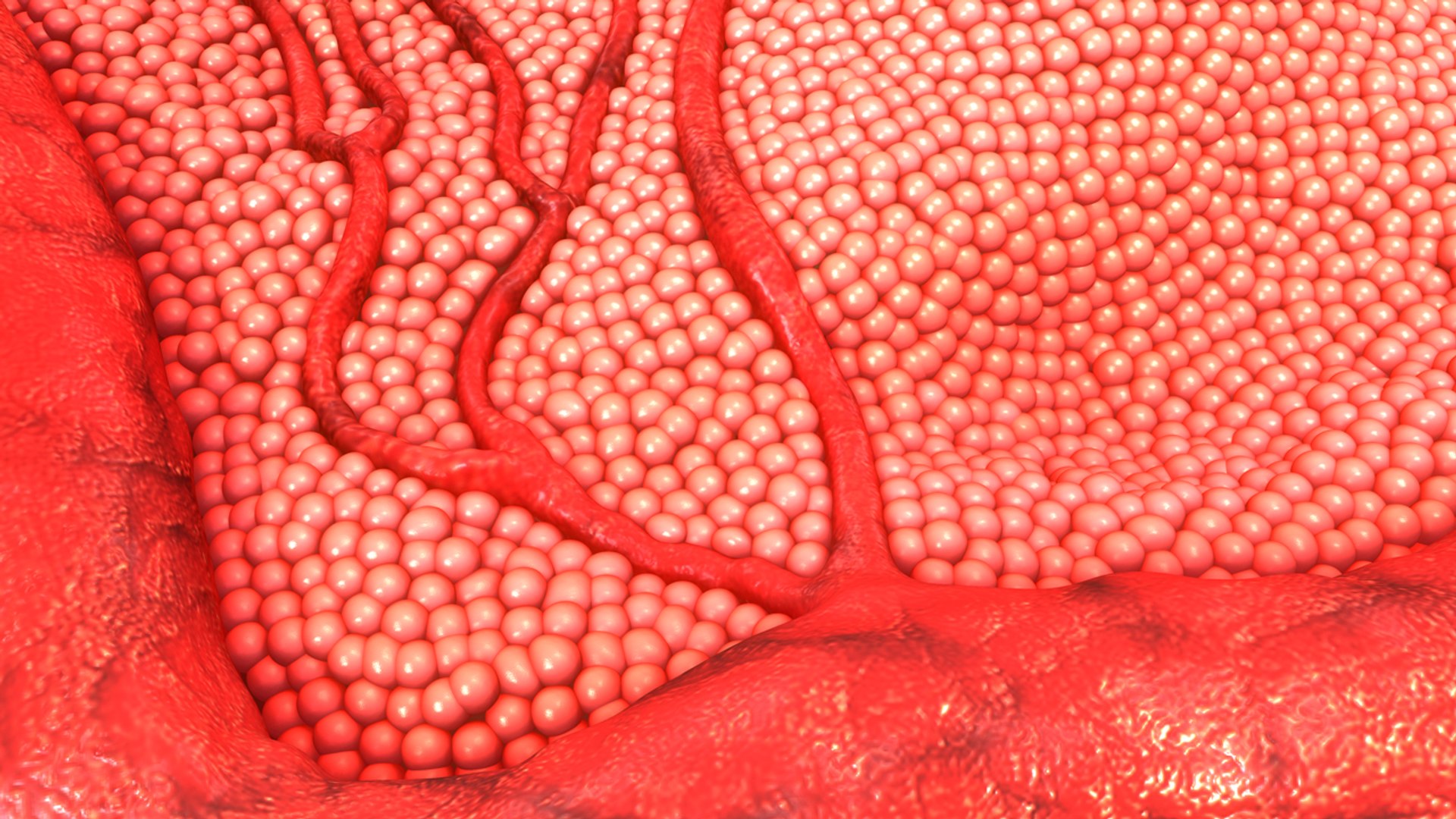 body cells 3d obj