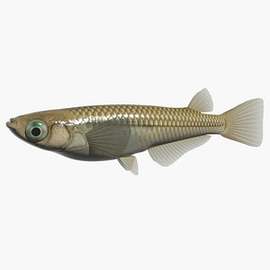 japanese rice fish swimming 3ds