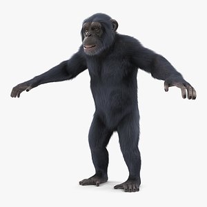 3D dark chimpanzee animal fur