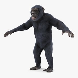Dark Chimpanzee Rigged with Fur