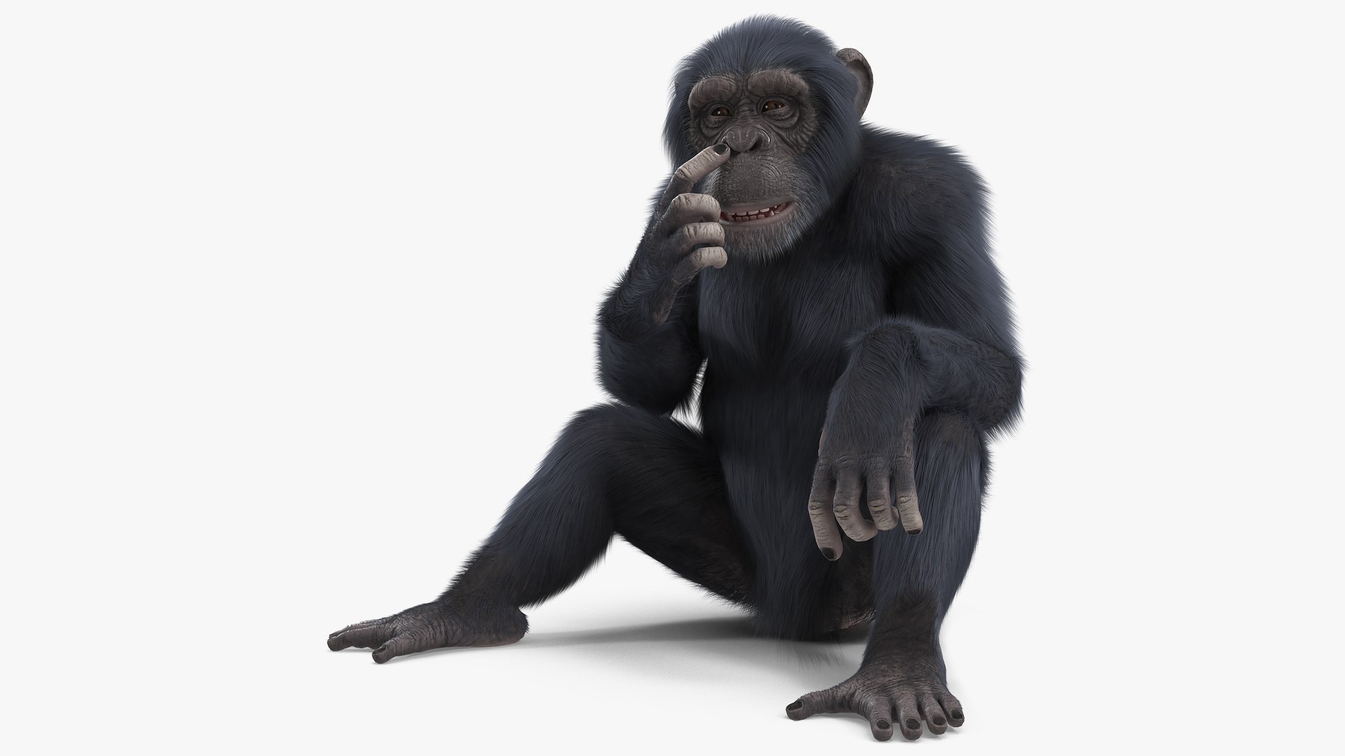 Dark Chimpanzee Rigged with Fur 3D model preview
