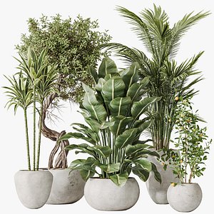 3D AV Indoor plants set 197 Ficus Bonsai Ginseng and Lemon Lime Cane Dragon and ParadiseBird and Areca