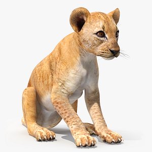 Lion Cub Sitting
