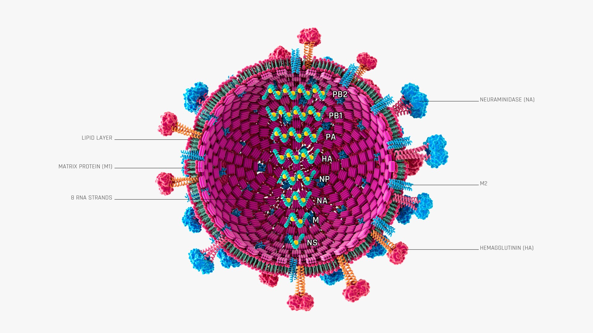 Flu Influenza Virus 3D Model - TurboSquid 2249408