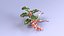 Christmas Holly