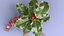 Christmas Holly