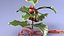 Christmas Holly