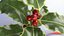 Christmas Holly