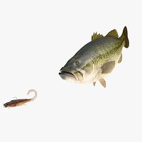 Largemouth Bass