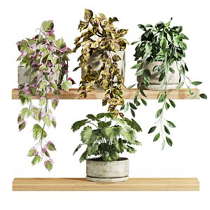 plants 3D model