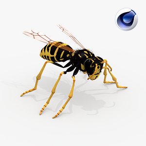 Realistic Wasp - C4D