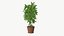 Realistic Plant