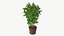 Realistic Plant