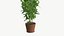 Realistic Plant
