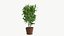 Realistic Plant