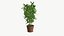 Realistic Plant