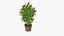Realistic Plant