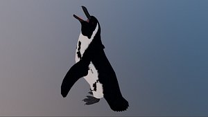 African penguin 3D model