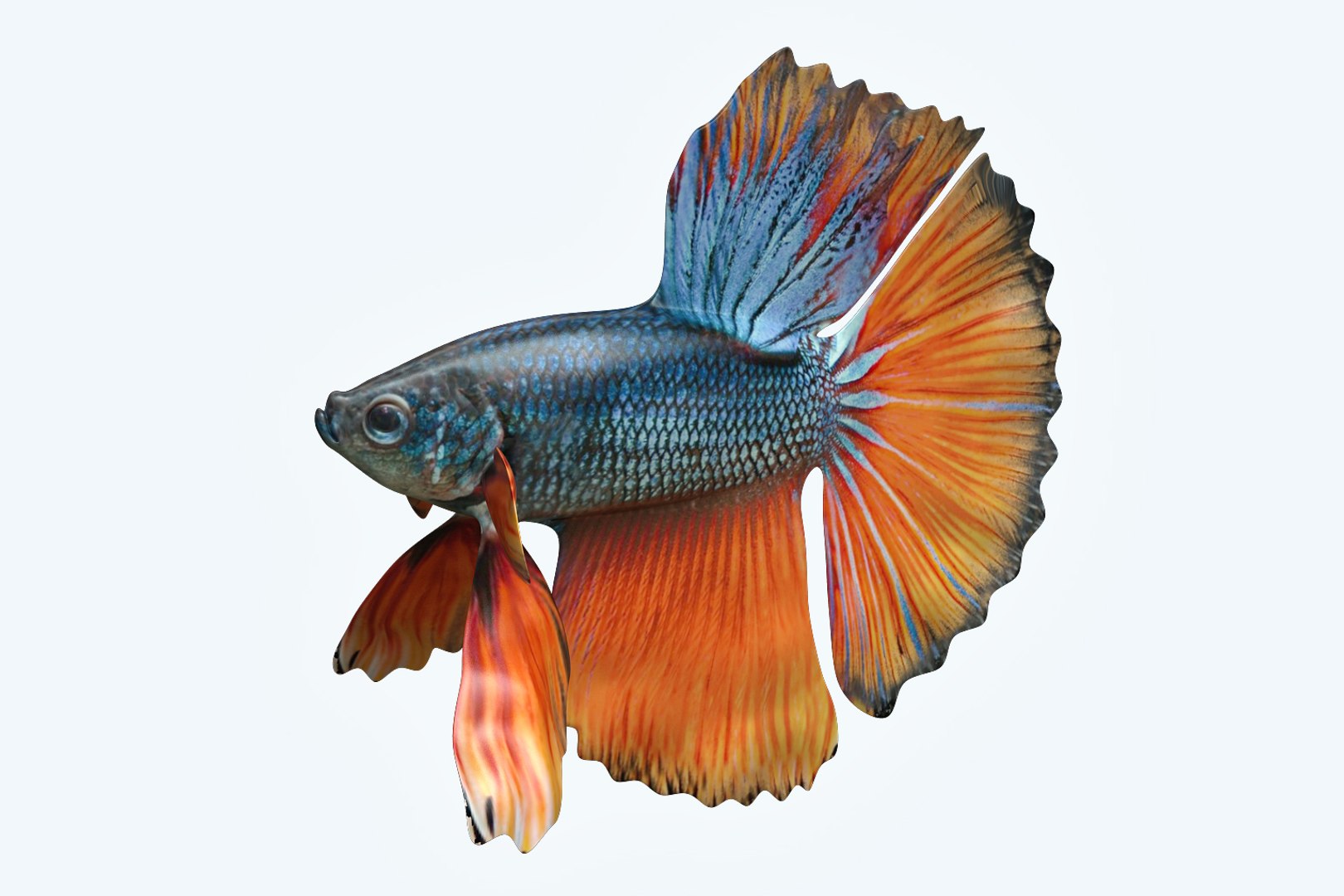 3D Model Betta Fish - TurboSquid 1206008