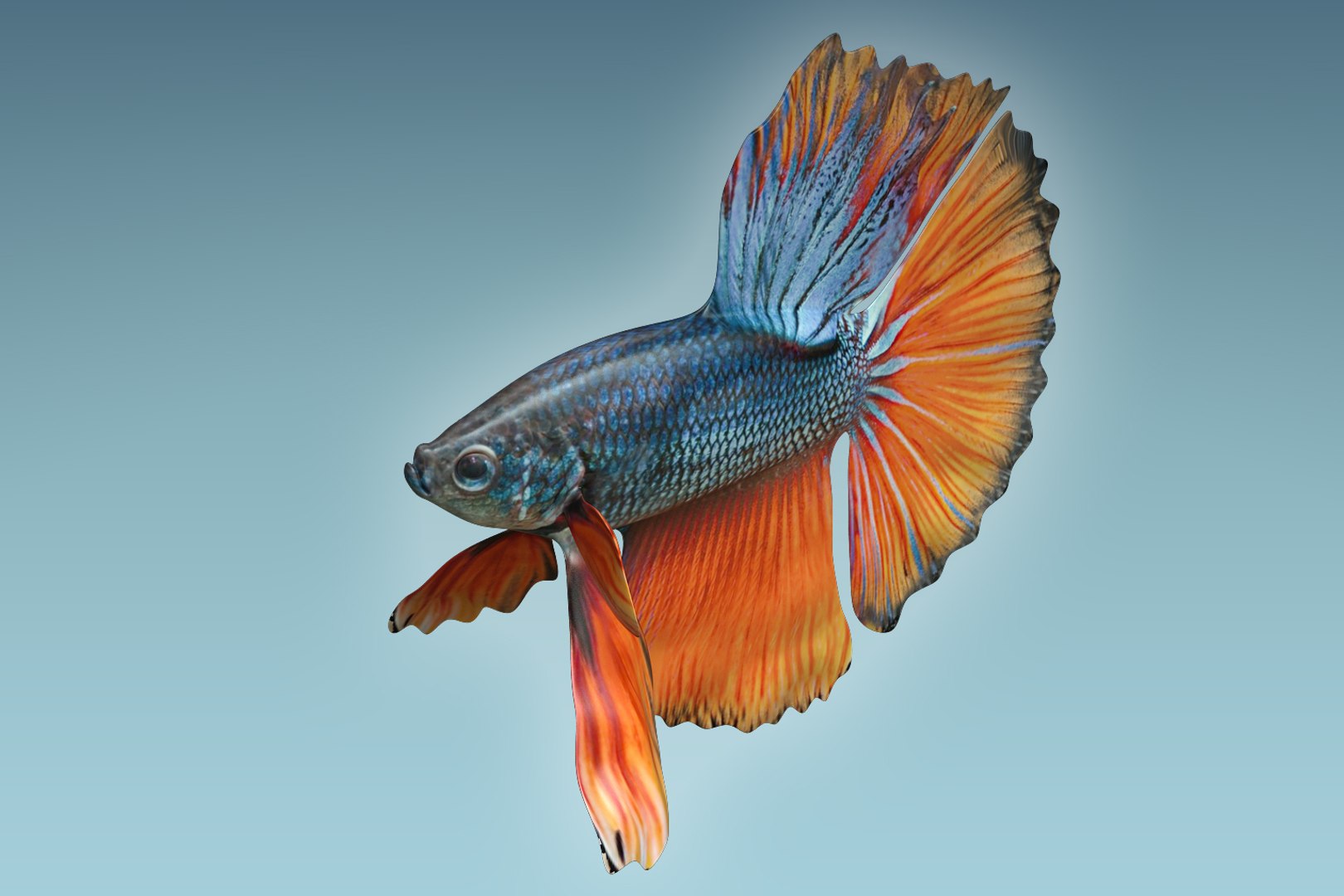 3D Model Betta Fish - TurboSquid 1206008