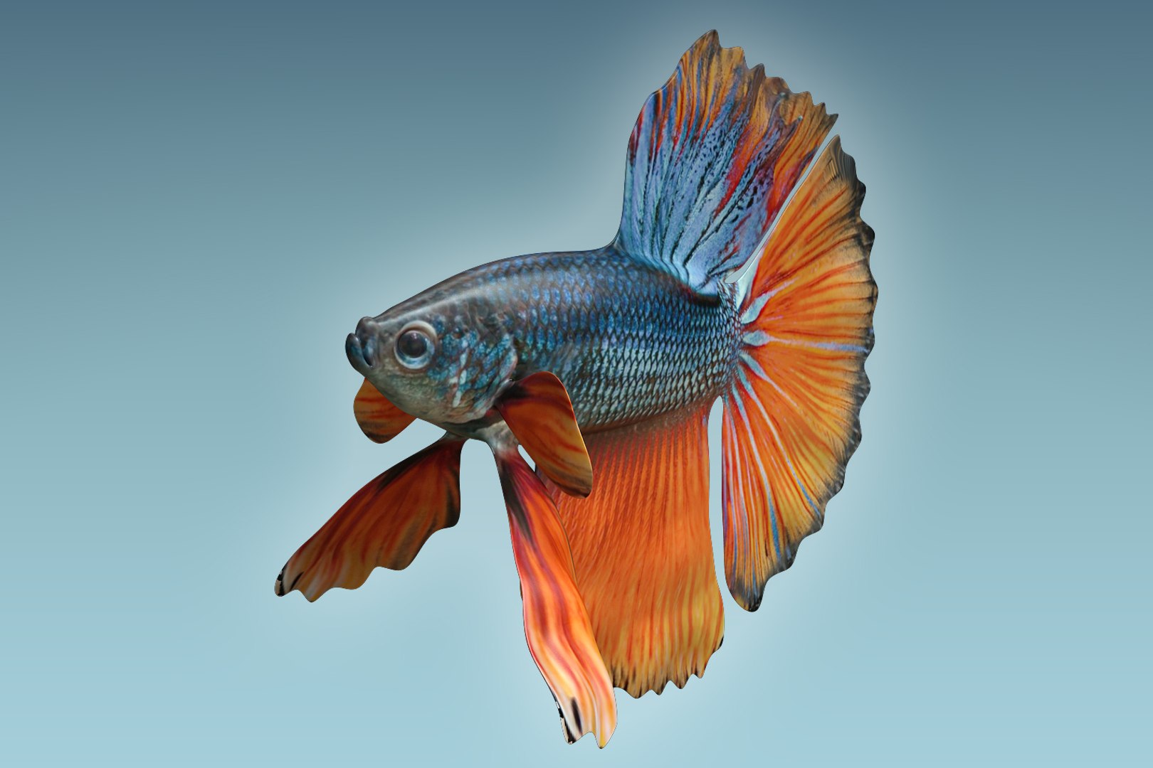 3D Model Betta Fish - TurboSquid 1206008