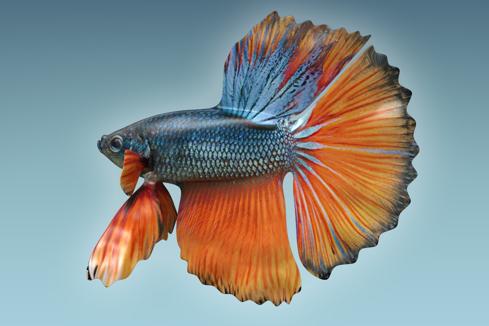 3D Model Betta Fish - TurboSquid 1206008