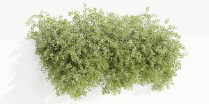 3D Hanging wall creeper plants collection vol 230-Blender-3dmodel model