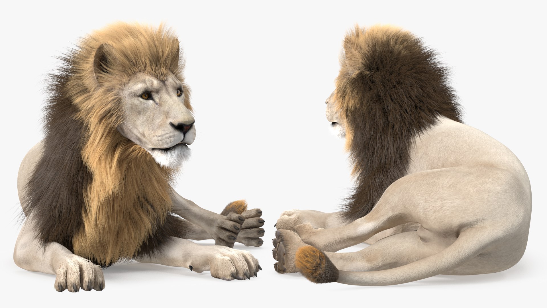 White Male Lion Lying Pose Fur 3D model preview