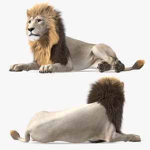 White Male Lion Lying Pose Fur 3D model