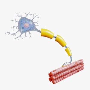 3D model Motor Neuron Function