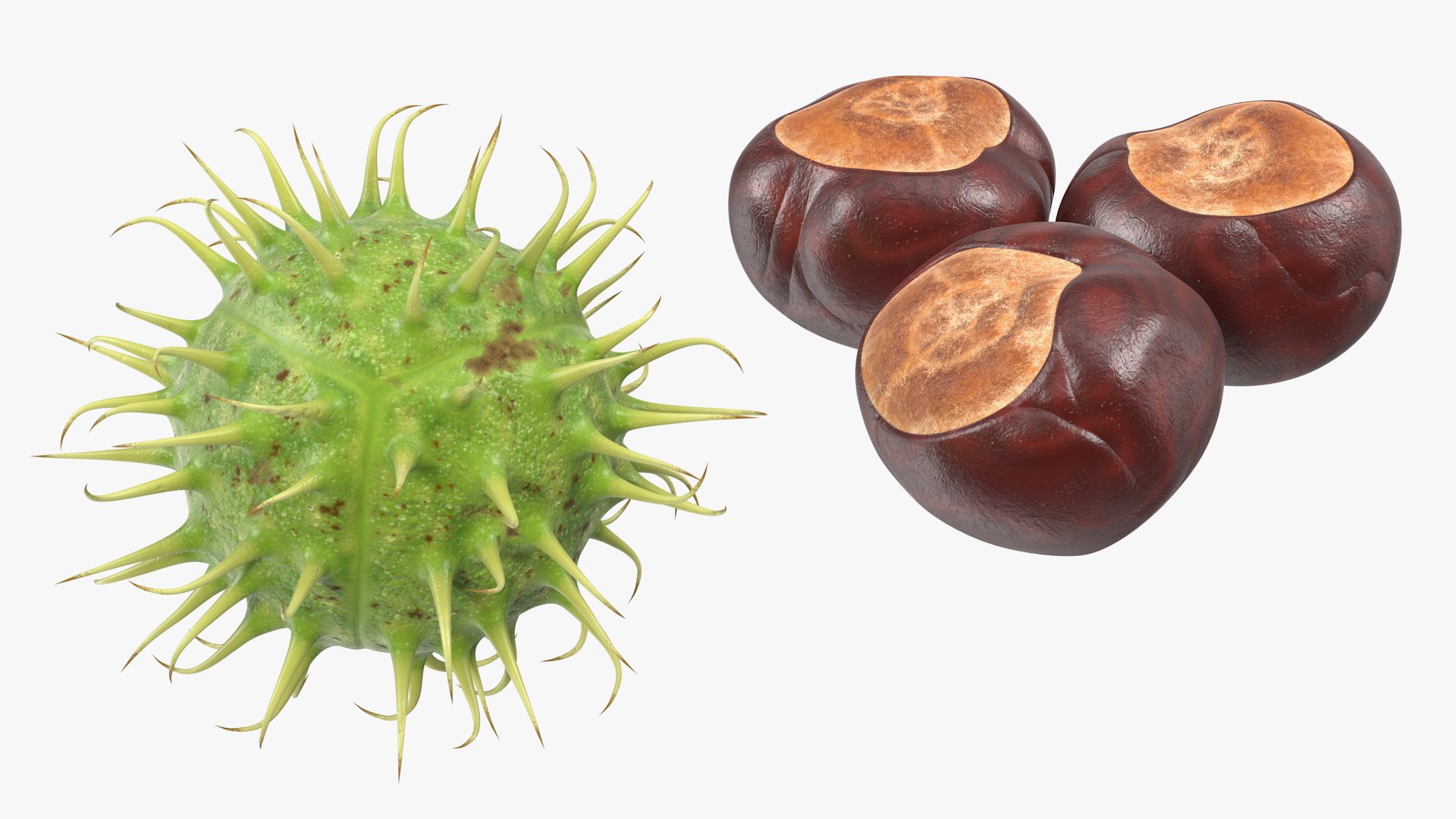 horse chestnut set nut 3D https://p.turbosquid.com/ts-thumb/fX/zachMy/4iD56wF3/horsechestnutsetmb3dmodel016/jpg/1576808987/1920x1080/fit_q87/95af801e9061179b8fa420df35ee49a3faa545a3/horsechestnutsetmb3dmodel016.jpg