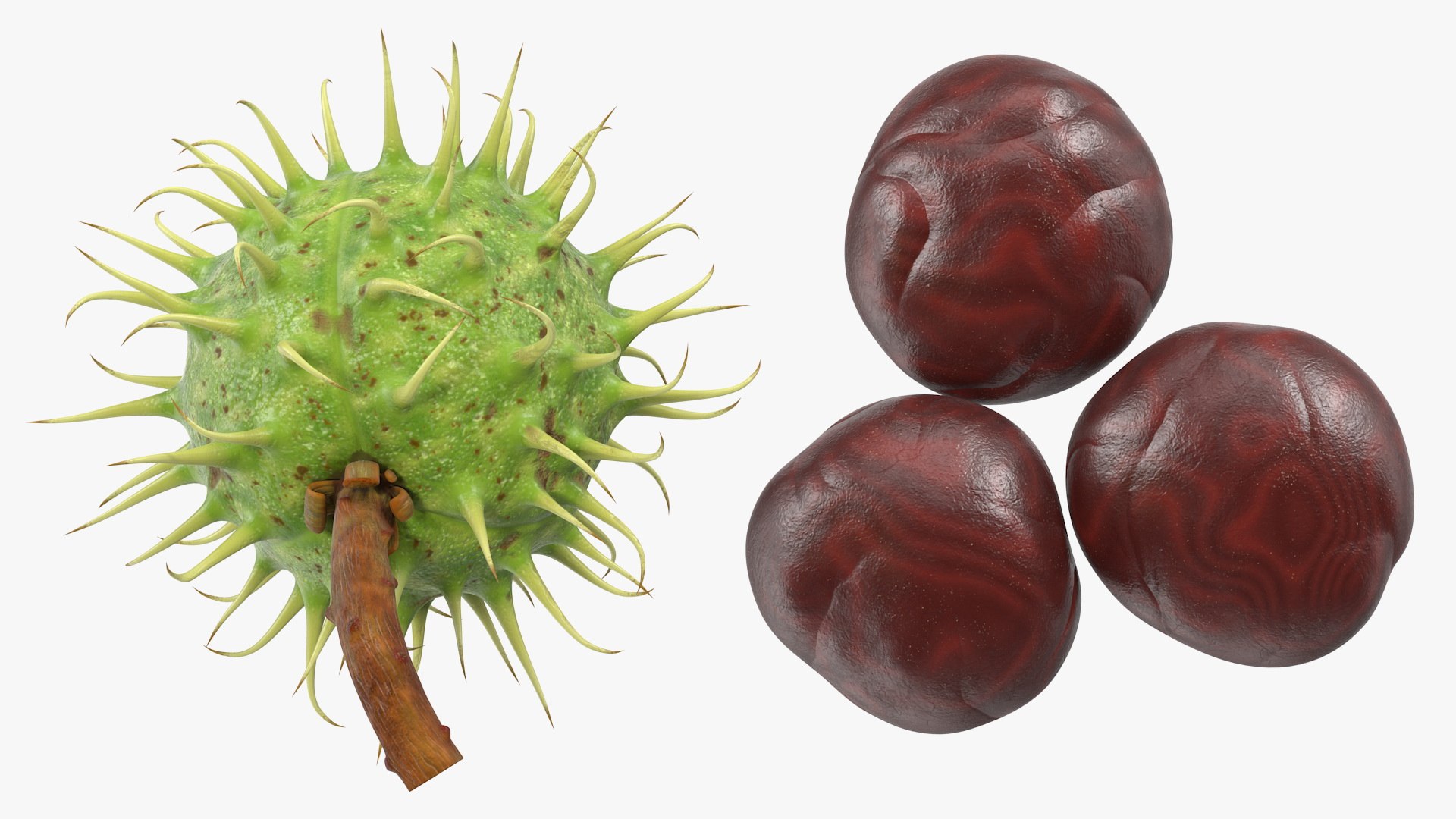horse chestnut set nut 3D https://p.turbosquid.com/ts-thumb/fX/zachMy/FXIBgDWf/horsechestnutsetmb3dmodel017/jpg/1576808991/1920x1080/fit_q87/c6e37eca5309d32b65794b94b9f1cb0e2224dfed/horsechestnutsetmb3dmodel017.jpg