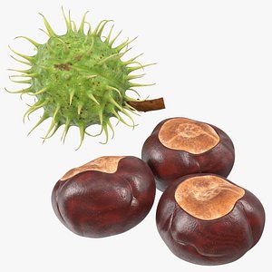 horse chestnut set nut 3D
