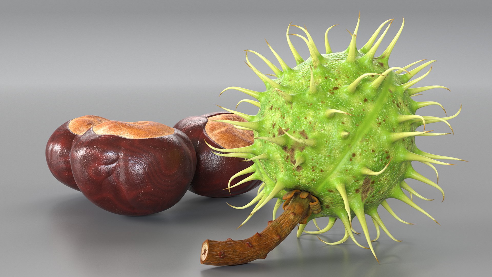horse chestnut set nut 3D https://p.turbosquid.com/ts-thumb/fX/zachMy/Th4x477E/horsechestnutsetmb3dmodel012/jpg/1576808969/1920x1080/fit_q87/278947d3c89f3955c02ad976f4fe5c207552352f/horsechestnutsetmb3dmodel012.jpg